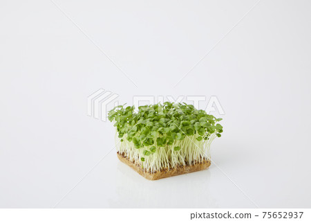 青汁豆芽 青汁豆芽 75652937