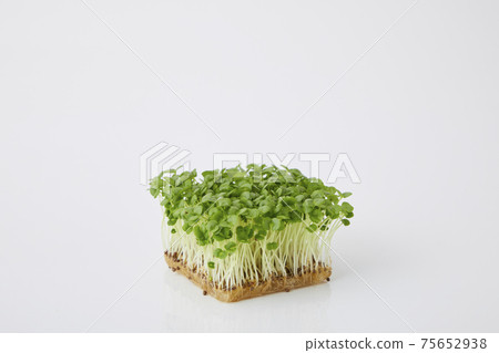 青汁豆芽 青汁豆芽 75652938