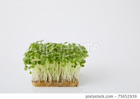 青汁豆芽 青汁豆芽 75652939