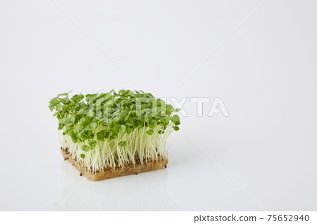 青汁豆芽 青汁豆芽 75652940