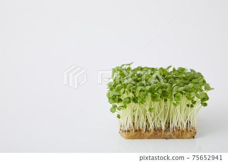 Aojiso sprout 75652941