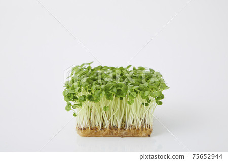 青汁豆芽 青汁豆芽 75652944