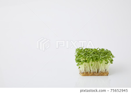 青汁豆芽 青汁豆芽 75652945