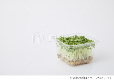 青汁豆芽 75652955