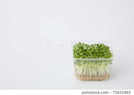 青汁豆芽 75652965