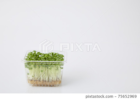 青汁豆芽 青汁豆芽 75652969