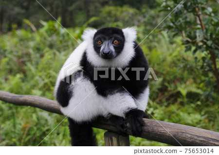 White-spotted Lemma lemur 75653014