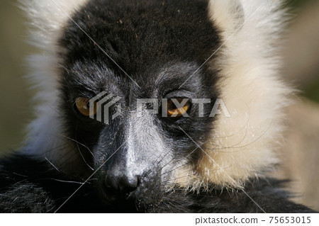 White-spotted Lemma lemur 75653015