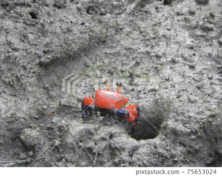 Shimajiri Mangrove Forest Creatures in Miyakojima, Okinawa Prefecture Benicio Fiddler Crab 75653024
