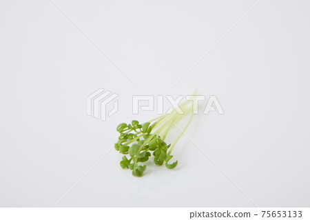 Cress sprout 75653133