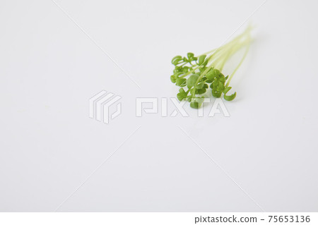 Cress sprout 75653136