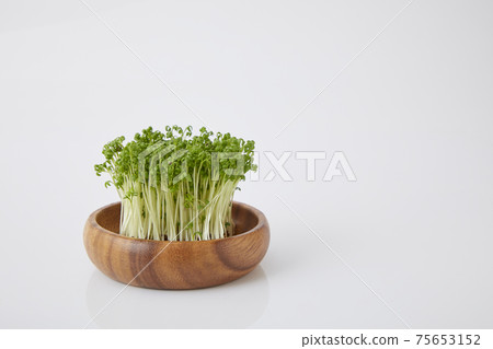 Cress sprout 75653152