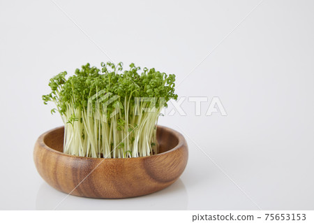 Cress sprout 75653153