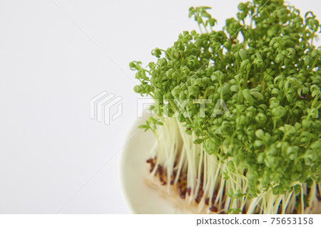 Cress sprout 75653158