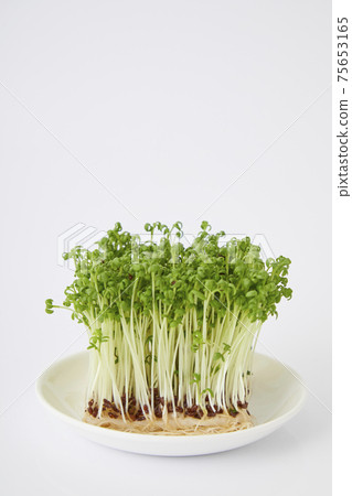 Cress sprout 75653165