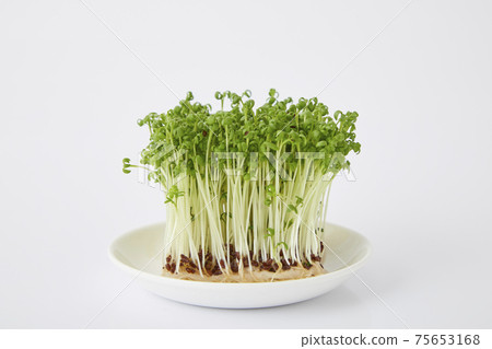 Cress sprout 75653168