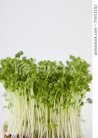 Cress sprout 75653182