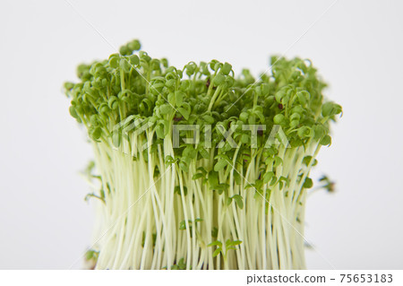 Cress sprout 75653183