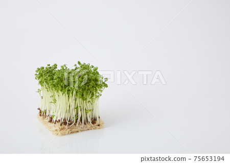 Cress sprout 75653194