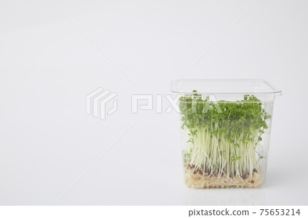 Cress sprout Cress sprout 75653214