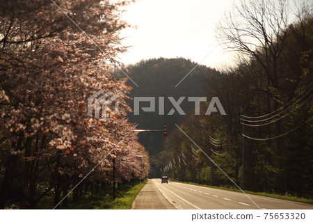 夕陽下照耀的江山櫻花樹盛開的道路 75653320