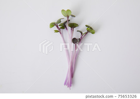 紅甘藍新芽 紅甘藍新芽 75653326