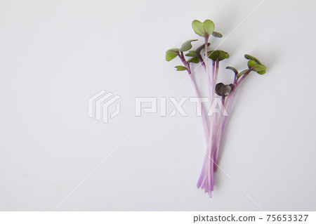 紅甘藍新芽 紅甘藍新芽 75653327