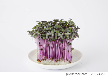 Red cabbage sprout Red cabbage sprout 75653355