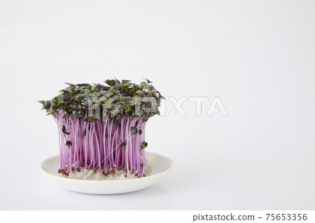 Red cabbage sprout Red cabbage sprout 75653356