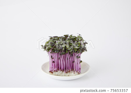 Red cabbage sprout Red cabbage sprout 75653357