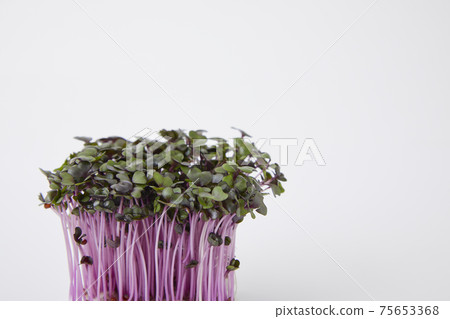 Red cabbage sprout Red cabbage sprout 75653368