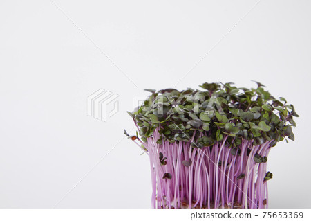 Red cabbage sprout Red cabbage sprout 75653369