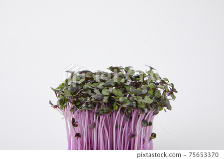 紅甘藍新芽 75653370