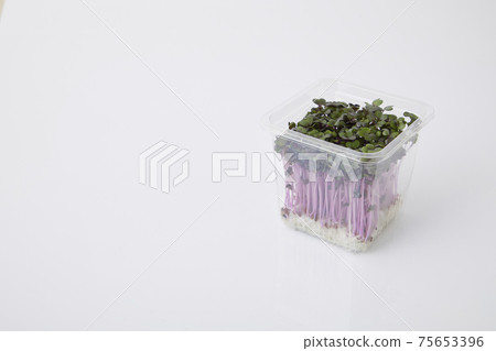 紅甘藍新芽 紅甘藍新芽 75653396