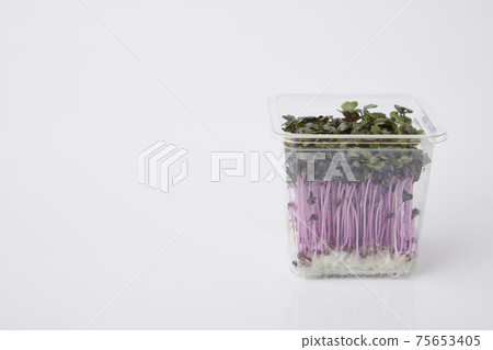 紅甘藍新芽 紅甘藍新芽 75653405