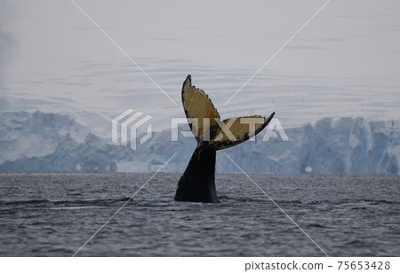 Humpback whale in the Southern Ocean Humpback whale in the Southern Ocean 75653428