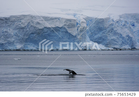 Humpback whale in the Southern Ocean 75653429