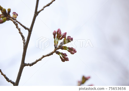 櫻花開始綻放 75653656