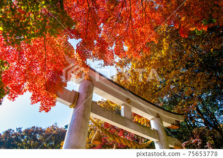 Hodosan Shrine in autumn colors (Nitotorii), Nagatoro Town, Saitama Prefecture 75653778