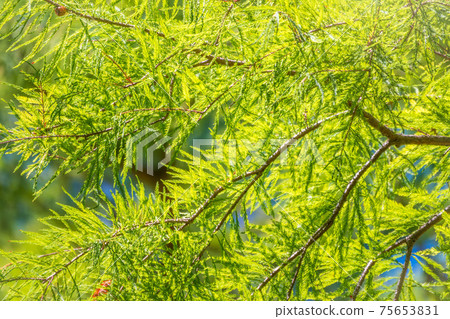 Leaves and cones of a cypress evergreen Leaves and cones of a cypress evergreen 75653831