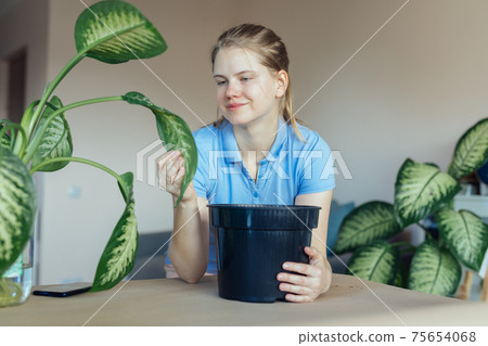 Hobbyist gardener looking at a meaty leaf of a tropical plant dieffenbachia. Indoor plant care Hobbyist gardener looking at a meaty leaf of a tropical plant dieffenbachia. Indoor plant care 75654068