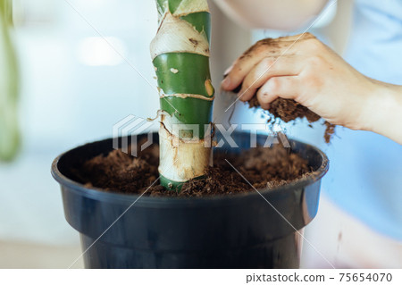 Hobbyist gardener adding fertilized soil to a repotted indoor plant Hobbyist gardener adding fertilized soil to a repotted indoor plant 75654070
