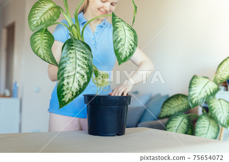 Hobbyist gardener repotting a large indoor tropical plant dieffenbachia 75654072