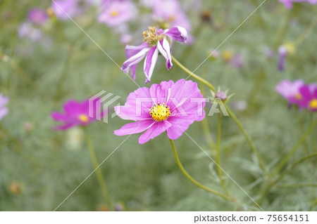 明亮的紫色波斯菊 75654151