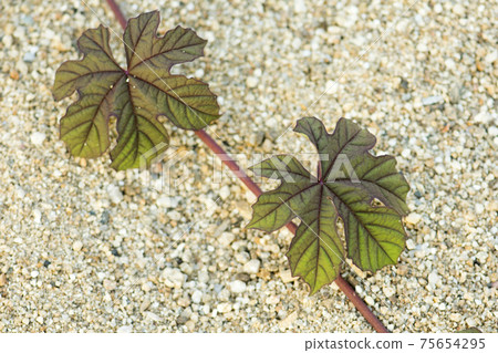 Plant on the sand Plant on the sand 75654295