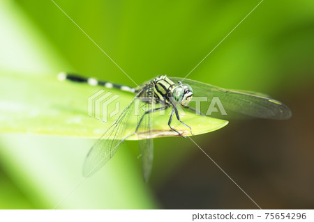 Dragonfly, animal, nature, macro,bug. Dragonfly, animal, nature, macro,bug. 75654296