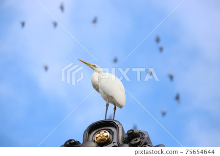 Heron on a tiled roof 75654644