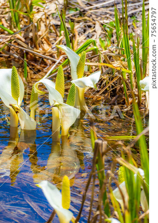 Mizubasho of Tsugaike Natural Garden in early summer [Nagano Prefecture] 75654797