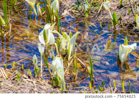Mizubasho of Tsugaike Natural Garden in early summer [Nagano Prefecture] 75654825