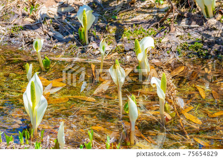 初夏津輕池自然花園的瑞穗町[長野縣] 75654829